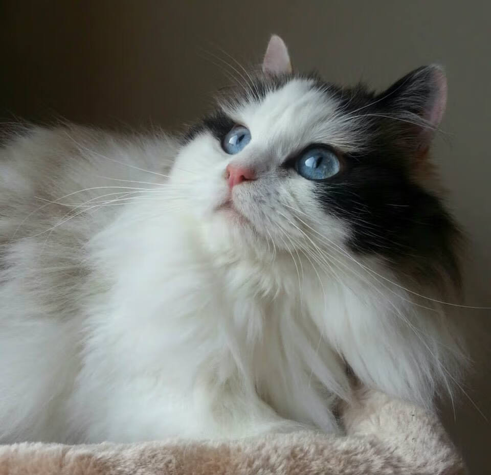 熊猫体育在线-维达德卡萨布兰卡主场气氛堪比欧洲豪门，球迷热情高涨，达维德卡拉布里亚